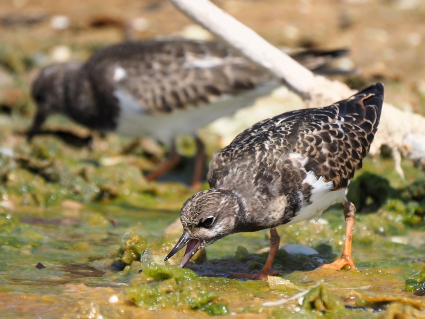 Uccelli alla Salina di Stintino